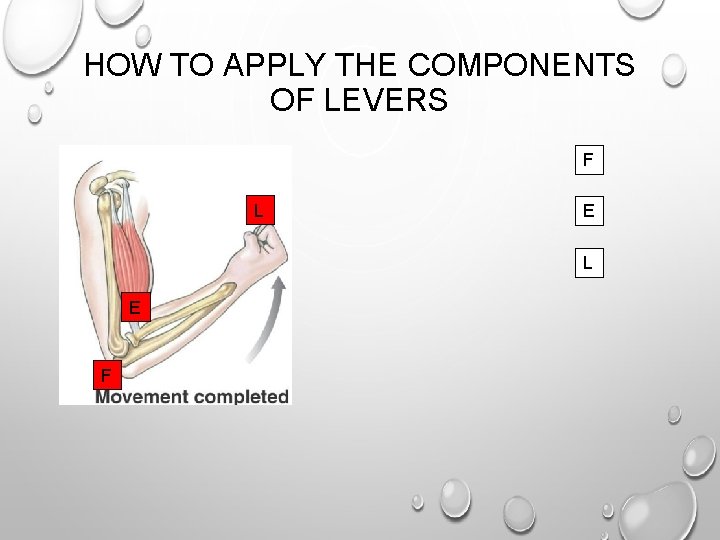 HOW TO APPLY THE COMPONENTS OF LEVERS F L E F HOW TO APPLY THE COMPONENTS OF LEVERS F L E F