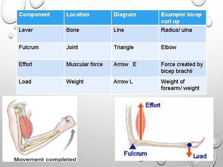 Component Location Diagram Example/ bicep curl up Lever Bone Line Radius/ ulna Fulcrum Joint