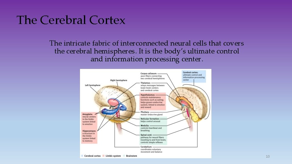 The Cerebral Cortex The intricate fabric of interconnected neural cells that covers the cerebral