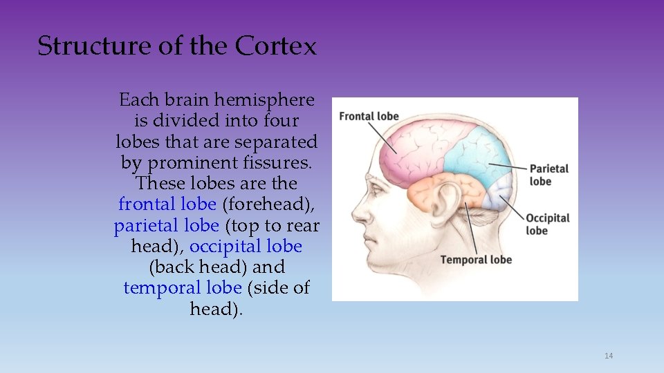 Structure of the Cortex Each brain hemisphere is divided into four lobes that are