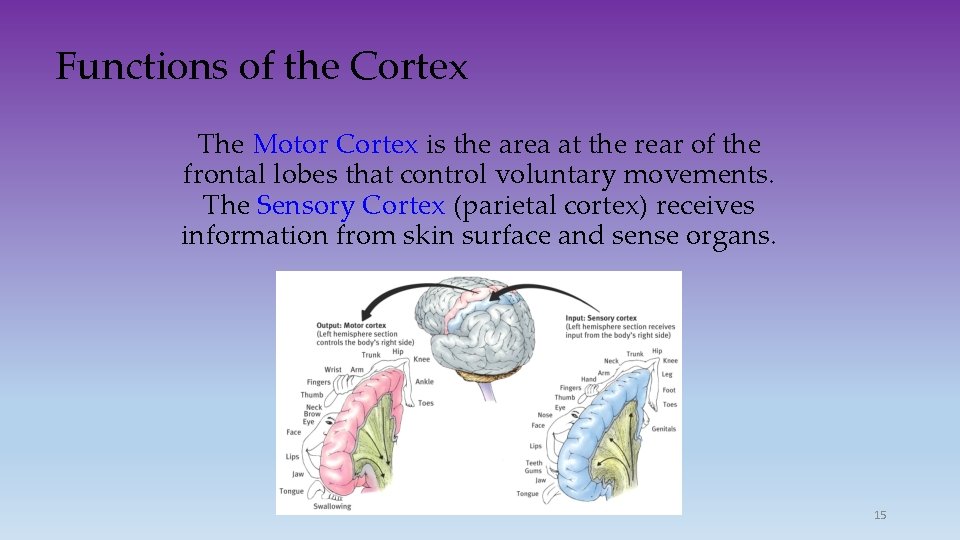 Functions of the Cortex The Motor Cortex is the area at the rear of