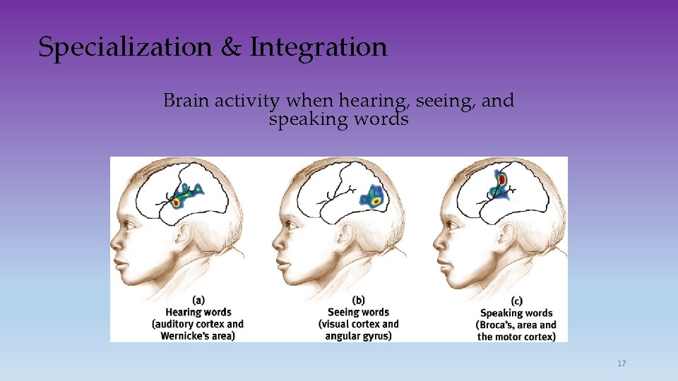 Specialization & Integration Brain activity when hearing, seeing, and speaking words 17 