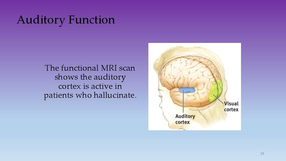 Auditory Function The functional MRI scan shows the auditory cortex is active in patients