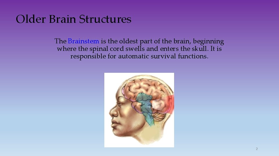 Older Brain Structures The Brainstem is the oldest part of the brain, beginning where