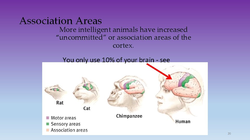 Association Areas More intelligent animals have increased “uncommitted” or association areas of the cortex.