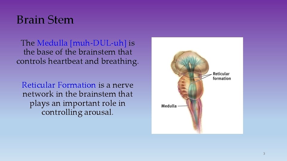 Brain Stem The Medulla [muh-DUL-uh] is the base of the brainstem that controls heartbeat