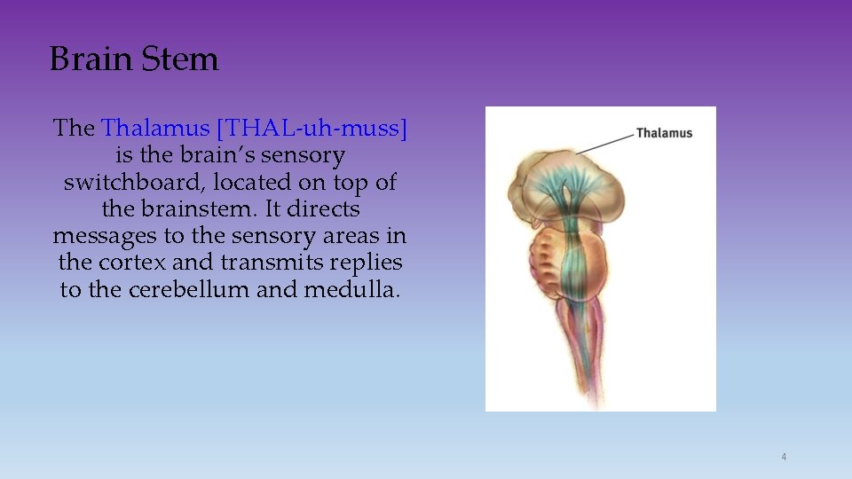 Brain Stem The Thalamus [THAL-uh-muss] is the brain’s sensory switchboard, located on top of