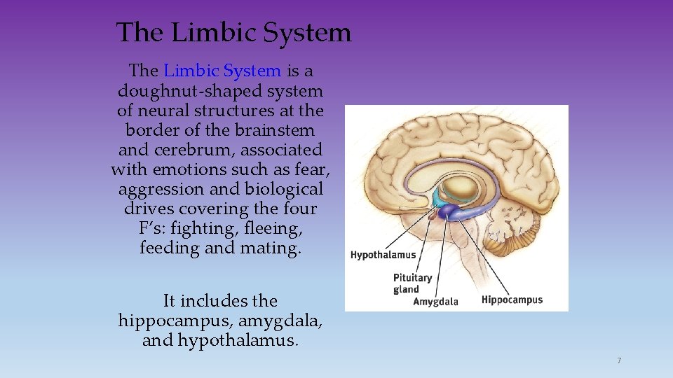 The Limbic System is a doughnut-shaped system of neural structures at the border of