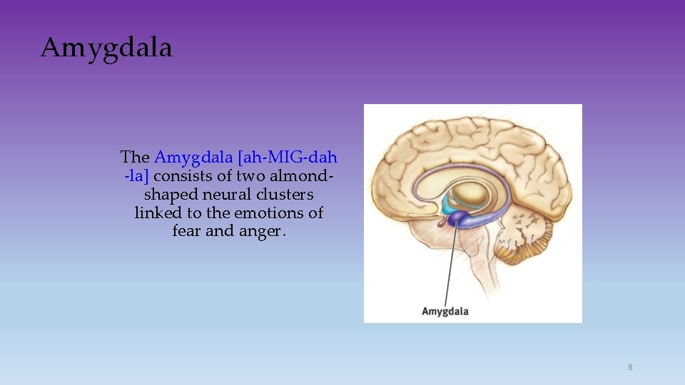 Amygdala The Amygdala [ah-MIG-dah -la] consists of two almondshaped neural clusters linked to the