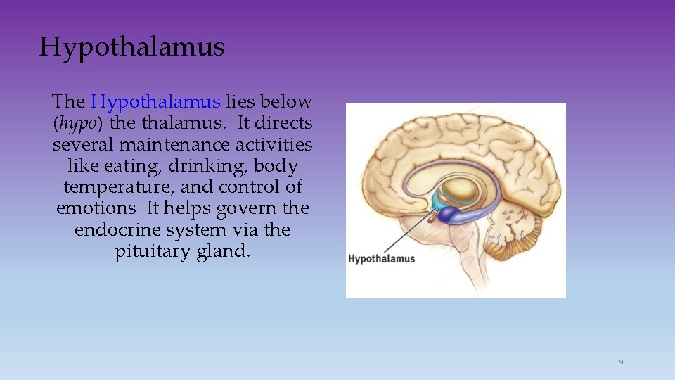Hypothalamus The Hypothalamus lies below (hypo) the thalamus. It directs several maintenance activities like