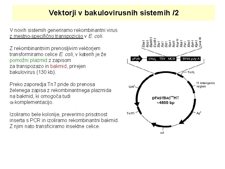 Vektorji v bakulovirusnih sistemih /2 V novih sistemih generiramo rekombinantni virus z mestno-specifično transpozicijo