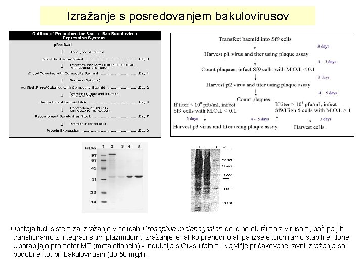 Izražanje s posredovanjem bakulovirusov Obstaja tudi sistem za izražanje v celicah Drosophila melanogaster: celic