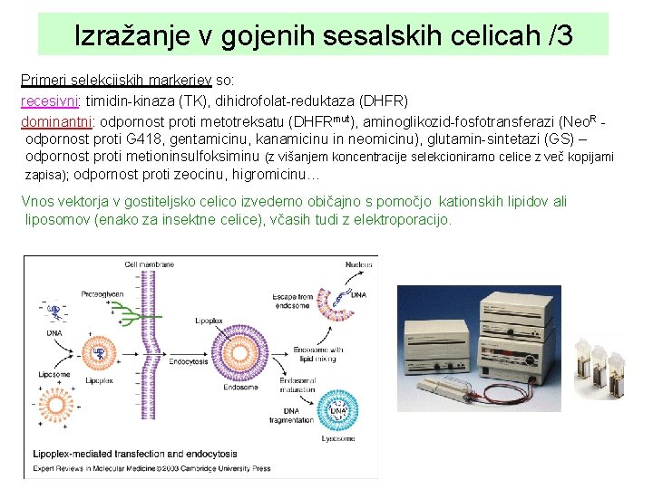 Izražanje v gojenih sesalskih celicah /3 Primeri selekcijskih markerjev so: recesivni: timidin-kinaza (TK), dihidrofolat-reduktaza