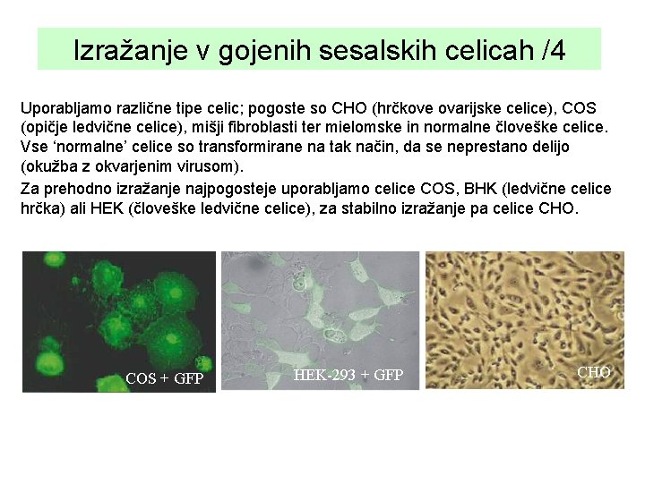 Izražanje v gojenih sesalskih celicah /4 Uporabljamo različne tipe celic; pogoste so CHO (hrčkove
