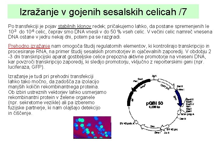 Izražanje v gojenih sesalskih celicah /7 Po transfekciji je pojav stabilnih klonov redek; pričakujemo