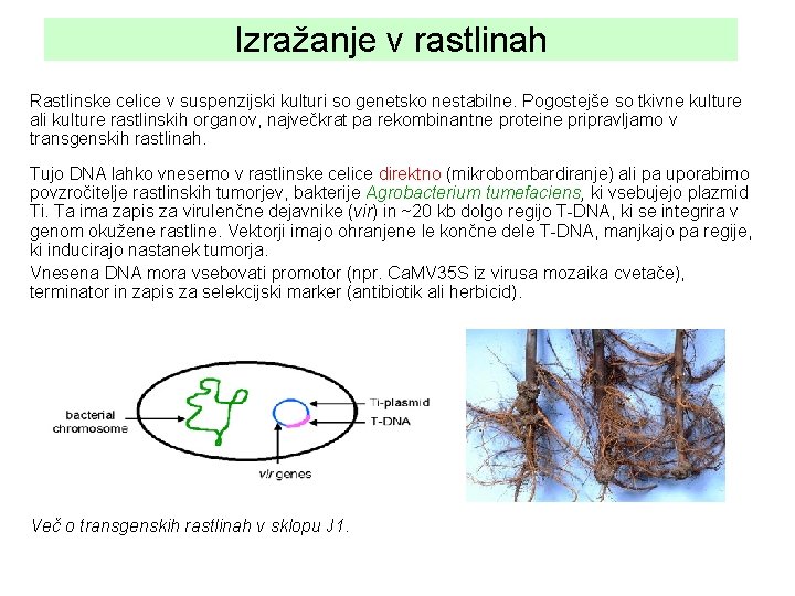 Izražanje v rastlinah Rastlinske celice v suspenzijski kulturi so genetsko nestabilne. Pogostejše so tkivne