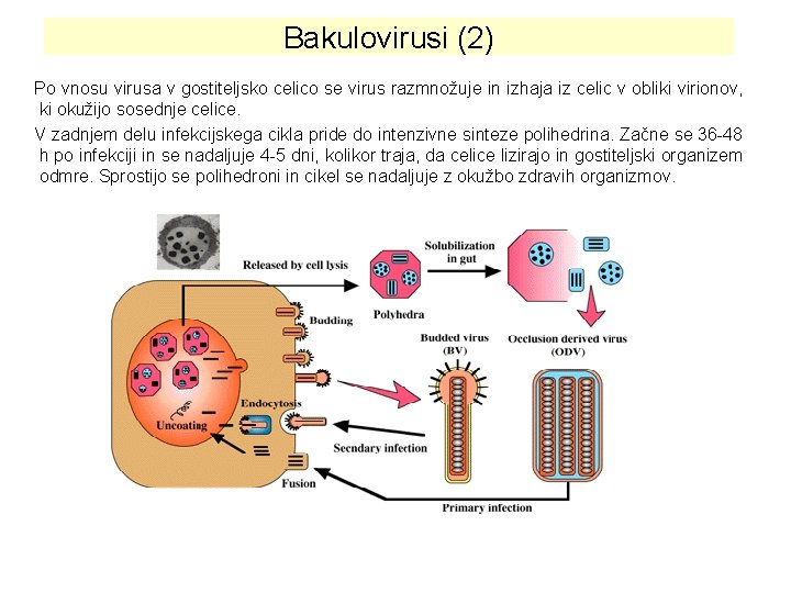 Bakulovirusi (2) Po vnosu virusa v gostiteljsko celico se virus razmnožuje in izhaja iz