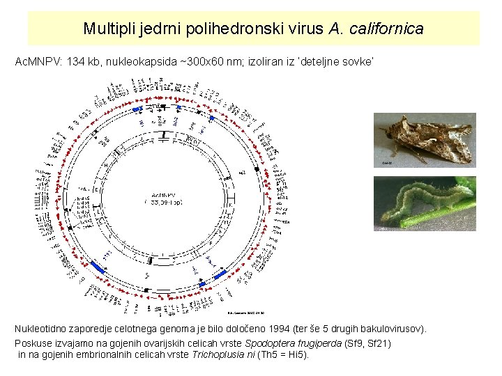 Multipli jedrni polihedronski virus A. californica Ac. MNPV: 134 kb, nukleokapsida ~300 x 60
