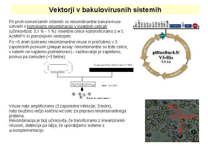 Vektorji v bakulovirusnih sistemih Pri prvih komercialnih sistemih so rekombinantne bakuloviruse ustvarili s homologno