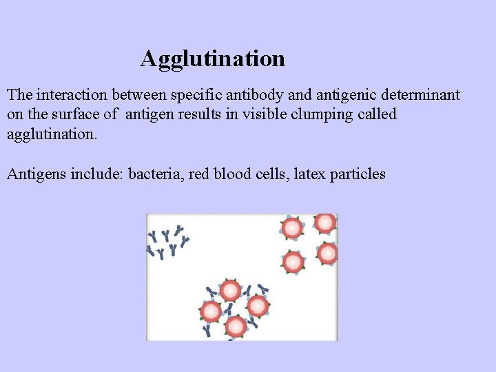 Agglutination The interaction between specific antibody and antigenic determinant on the surface of antigen