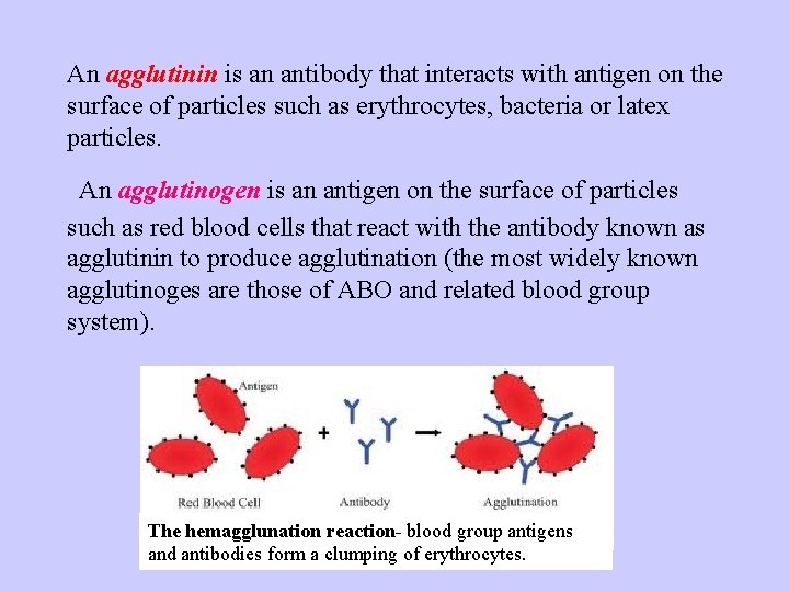 An agglutinin is an antibody that interacts with antigen on the surface of particles