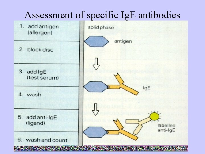 Assessment of specific Ig. E antibodies 