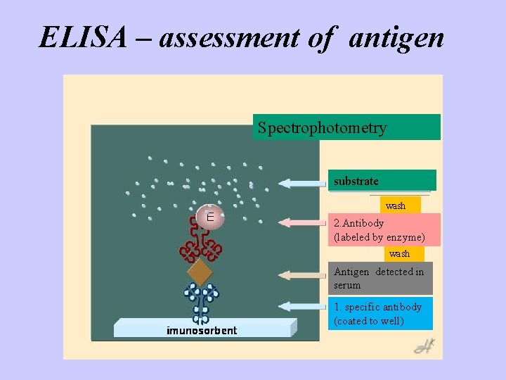 ELISA – assessment of antigen Spectrophotometry substrate wash 2. Antibody (labeled by enzyme) wash