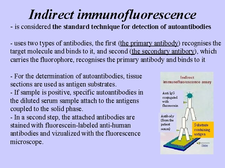 Indirect immunofluorescence - is considered the standard technique for detection of autoantibodies - uses