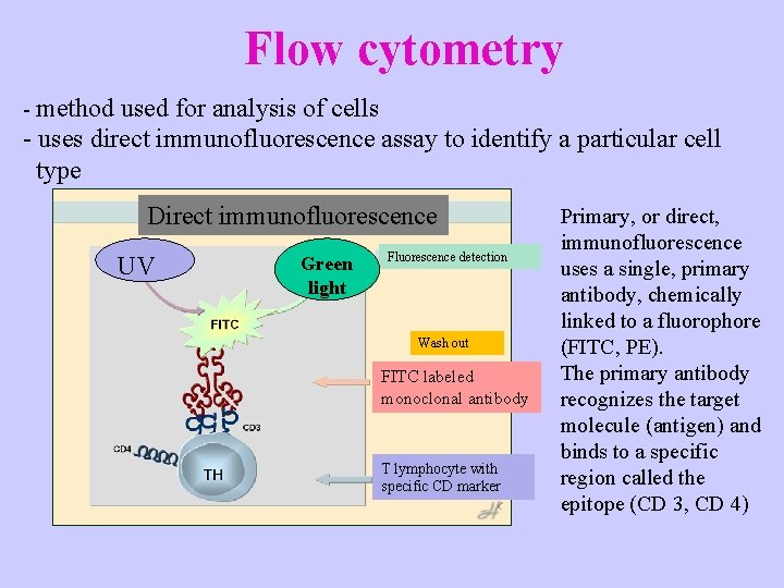Flow cytometry - method used for analysis of cells - uses direct immunofluorescence assay