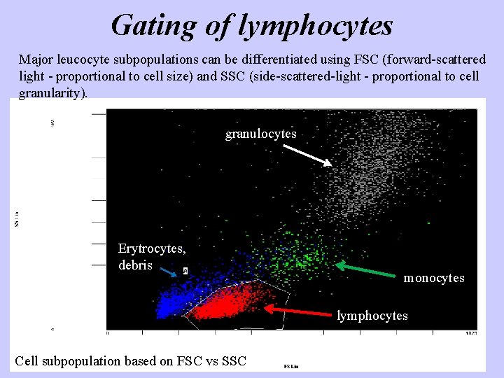 Gating of lymphocytes Major leucocyte subpopulations can be differentiated using FSC (forward-scattered light -