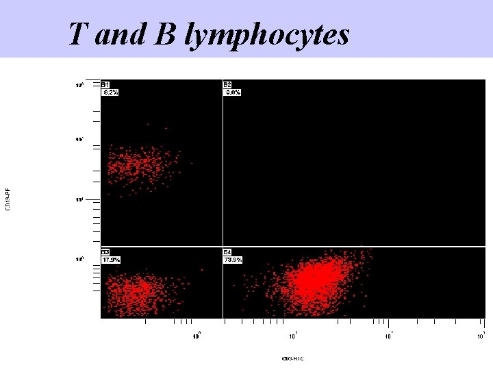 T and B lymphocytes 