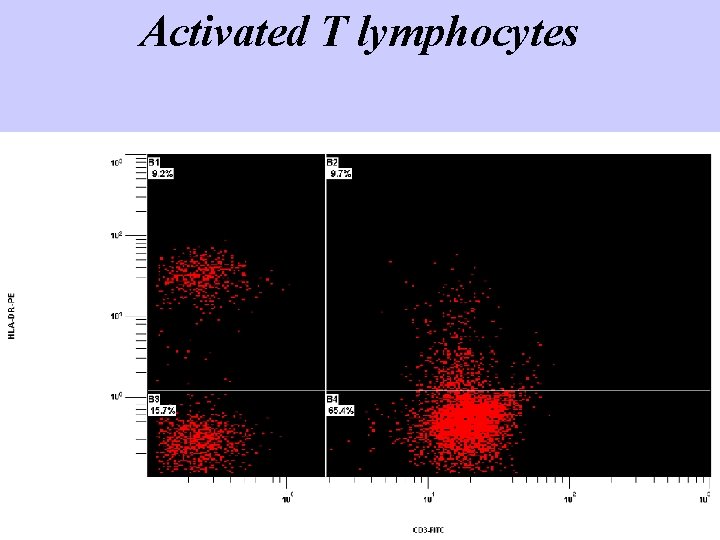 Activated T lymphocytes 