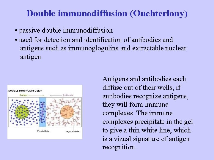 Double immunodiffusion (Ouchterlony) • passive double immunodiffusion • used for detection and identification of