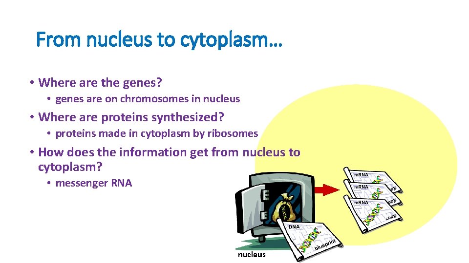 From nucleus to cytoplasm… • Where are the genes? • genes are on chromosomes From nucleus to cytoplasm… • Where are the genes? • genes are on chromosomes