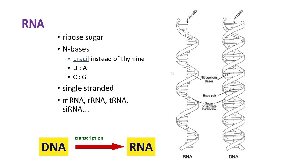 RNA • ribose sugar • N-bases • uracil instead of thymine • U: A RNA • ribose sugar • N-bases • uracil instead of thymine • U: A