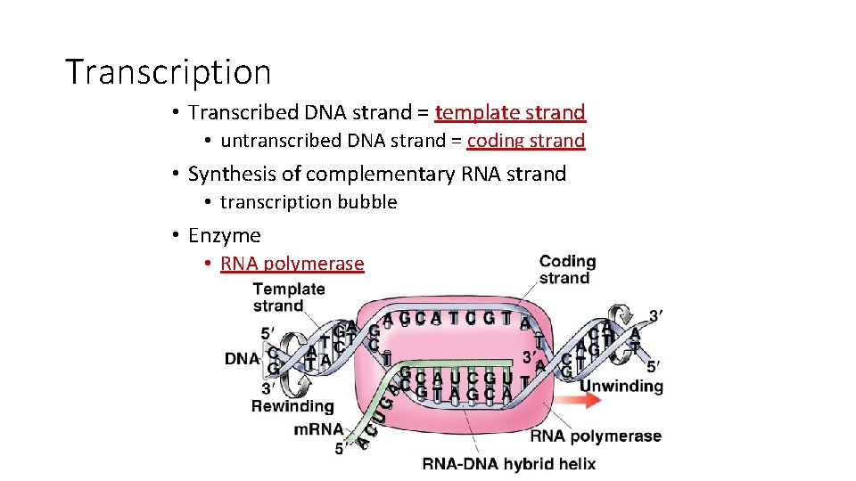 Transcription • Transcribed DNA strand = template strand • untranscribed DNA strand = coding