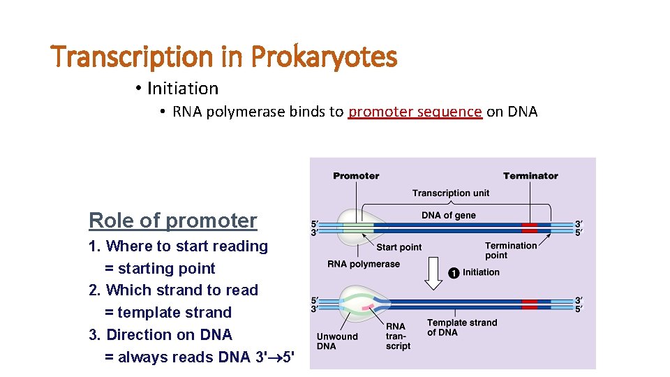 Transcription in Prokaryotes • Initiation • RNA polymerase binds to promoter sequence on DNA