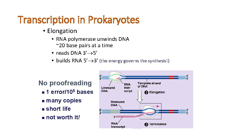 Transcription in Prokaryotes • Elongation • RNA polymerase unwinds DNA ~20 base pairs at Transcription in Prokaryotes • Elongation • RNA polymerase unwinds DNA ~20 base pairs at