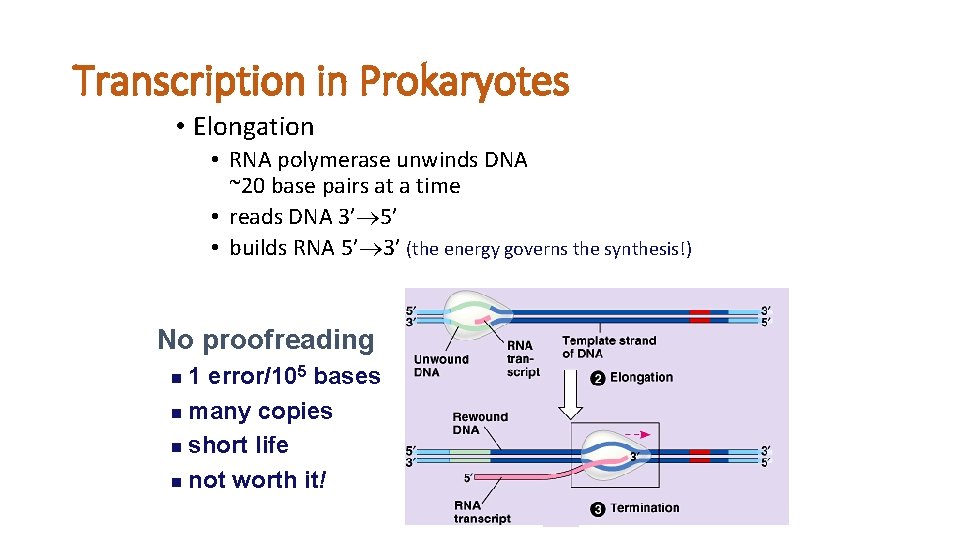 Transcription in Prokaryotes • Elongation • RNA polymerase unwinds DNA ~20 base pairs at