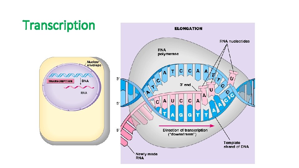 Transcription RNA 