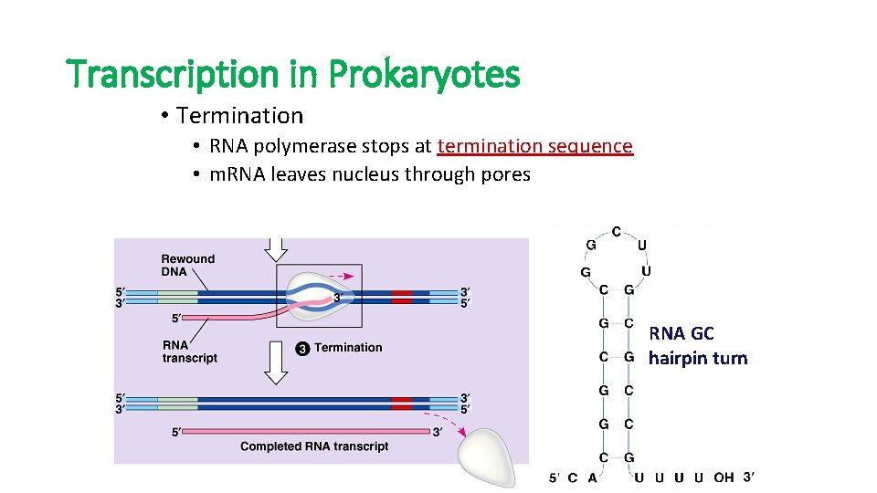 Transcription in Prokaryotes • Termination • RNA polymerase stops at termination sequence • m. Transcription in Prokaryotes • Termination • RNA polymerase stops at termination sequence • m.