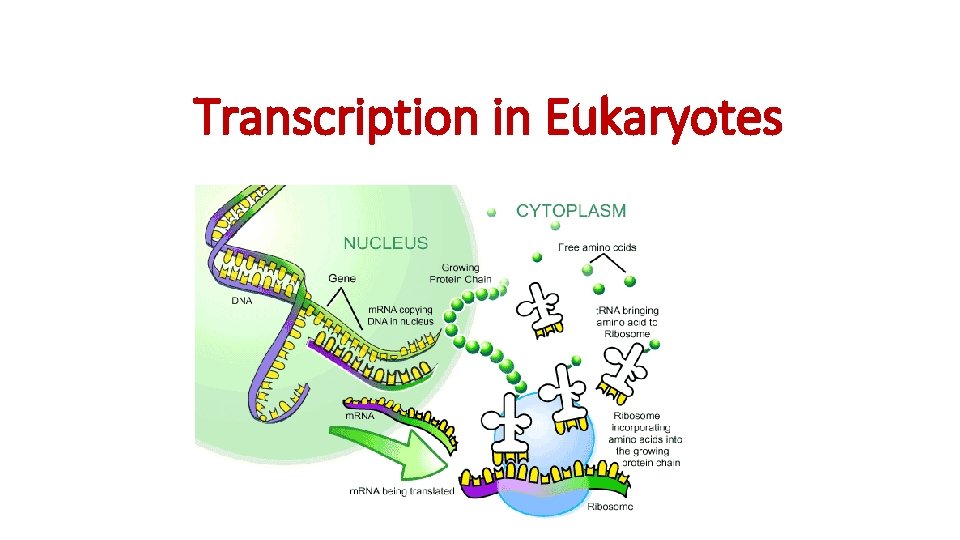 Transcription in Eukaryotes 