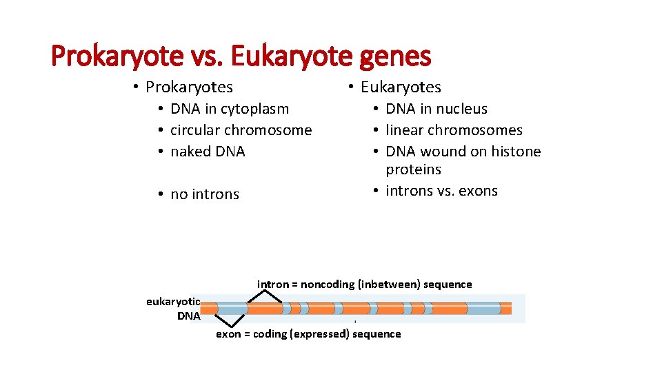 Prokaryote vs. Eukaryote genes • Prokaryotes • Eukaryotes • DNA in cytoplasm • circular