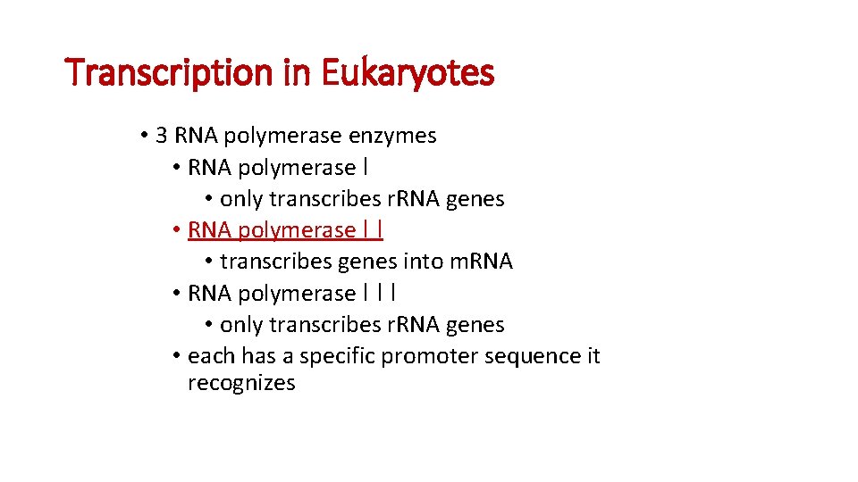 Transcription in Eukaryotes • 3 RNA polymerase enzymes • RNA polymerase I • only Transcription in Eukaryotes • 3 RNA polymerase enzymes • RNA polymerase I • only