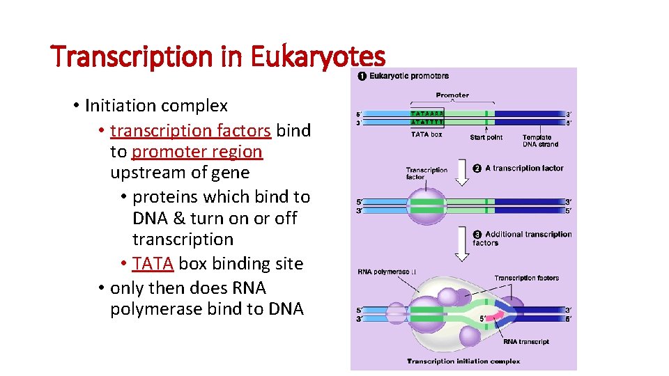 Transcription in Eukaryotes • Initiation complex • transcription factors bind to promoter region upstream Transcription in Eukaryotes • Initiation complex • transcription factors bind to promoter region upstream