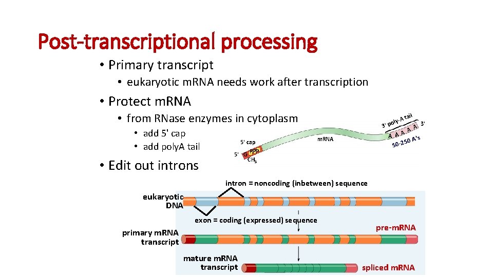 Post-transcriptional processing • Primary transcript • eukaryotic m. RNA needs work after transcription • Post-transcriptional processing • Primary transcript • eukaryotic m. RNA needs work after transcription •