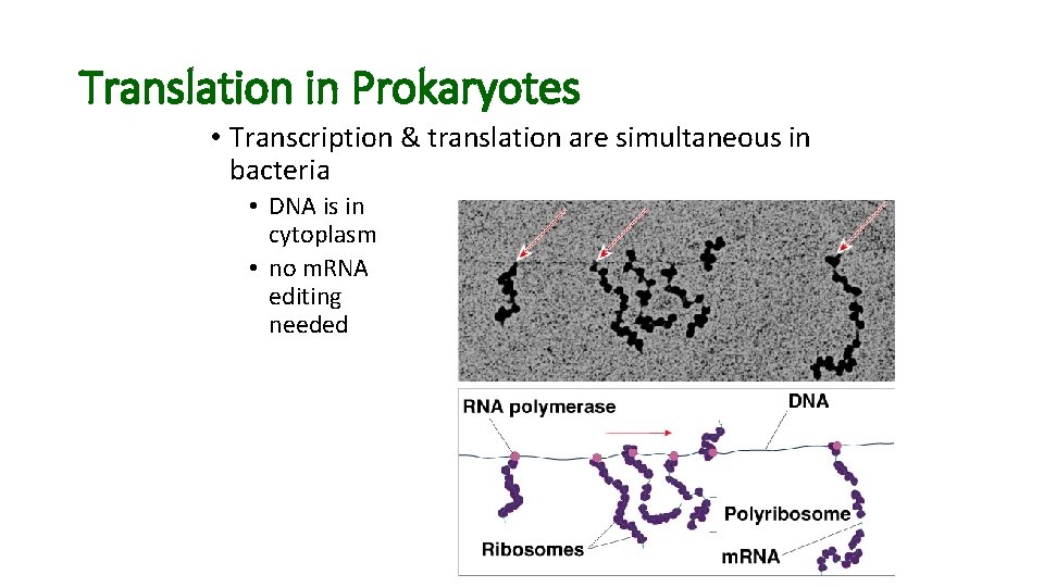 Translation in Prokaryotes • Transcription & translation are simultaneous in bacteria • DNA is