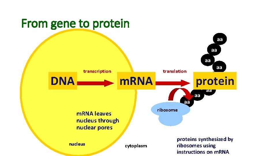 From gene to protein aa aa aa DNA transcription m. RNA translation aa protein From gene to protein aa aa aa DNA transcription m. RNA translation aa protein