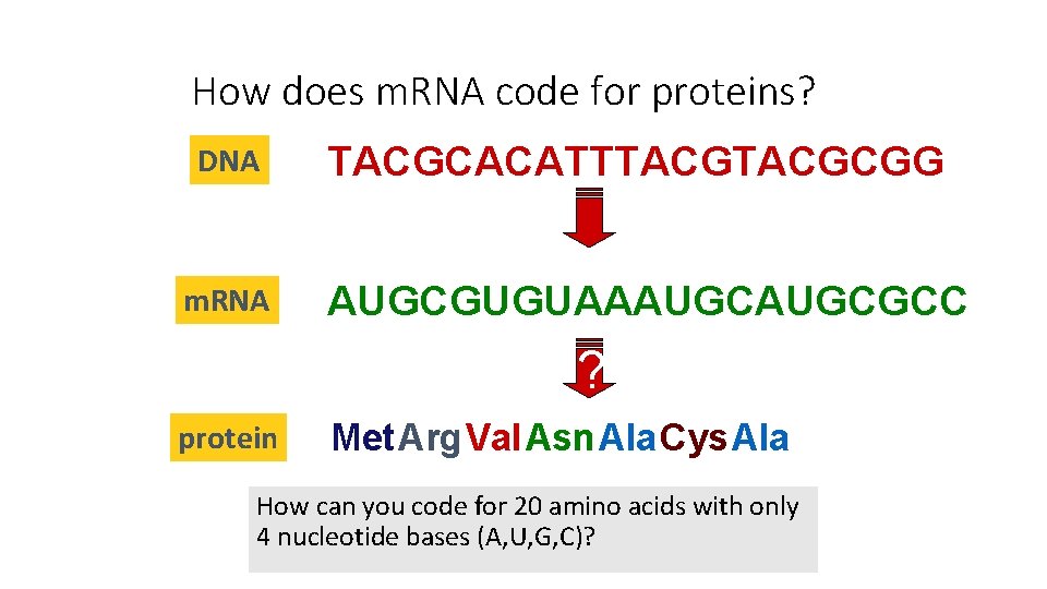 How does m. RNA code for proteins? DNA m. RNA TACGCACATTTACGCGG AUGCGUGUAAAUGCGCC ? protein