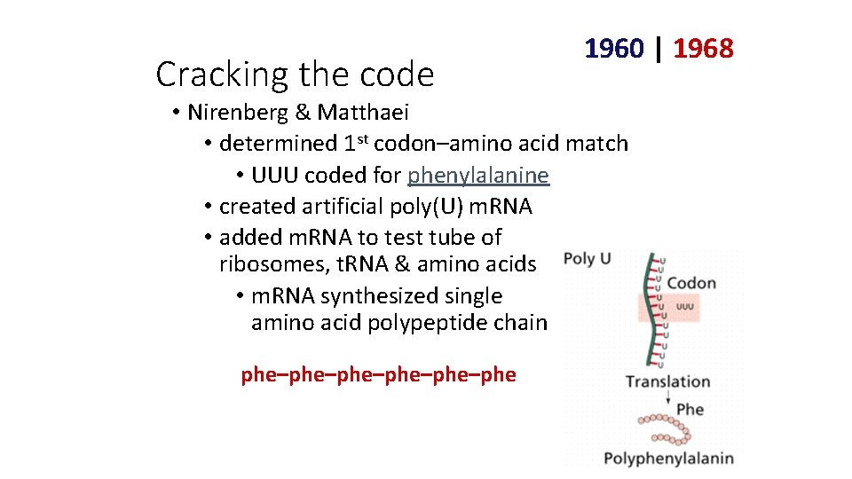 Cracking the code 1960 | 1968 • Nirenberg & Matthaei • determined 1 st Cracking the code 1960 | 1968 • Nirenberg & Matthaei • determined 1 st